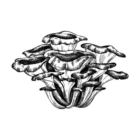 Maitake mushroom hand-sketched illustration. Medicinal plants vector drawing. Oyster sketch isolated on white background. Adaptogenic mushroom hand-drawing